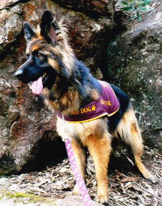 disability aid dog