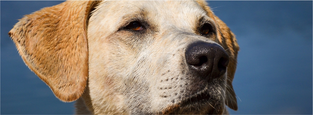 disability assistance dog training