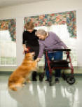 senior with aid dog
